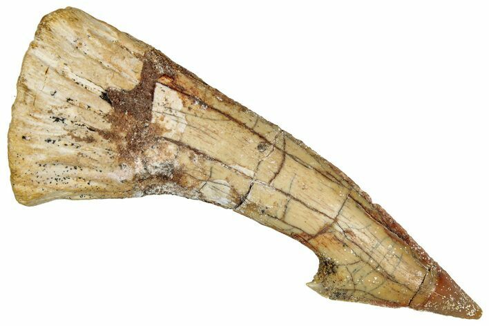 Fossil Sawfish (Onchopristis) Rostral Barb - Morocco #351675